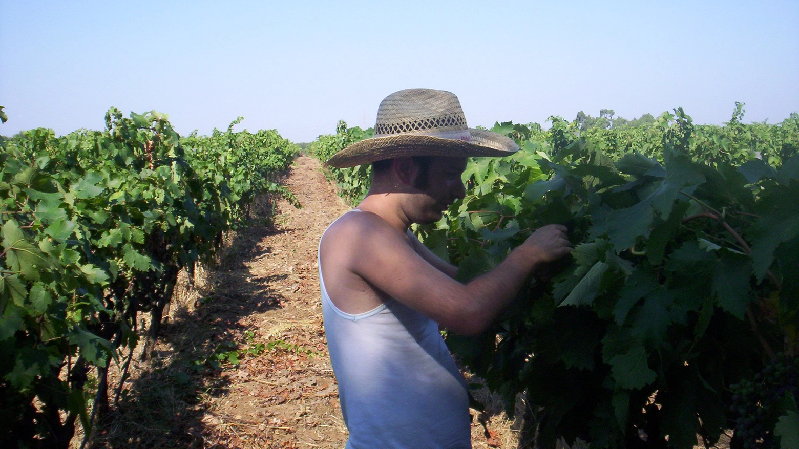 Comincia la vendemmia, mai provati gli acini appena colti? Sono deliziosi! Comincia la vendemmia, mai provati gli acini appena colti? Sono deliziosi!