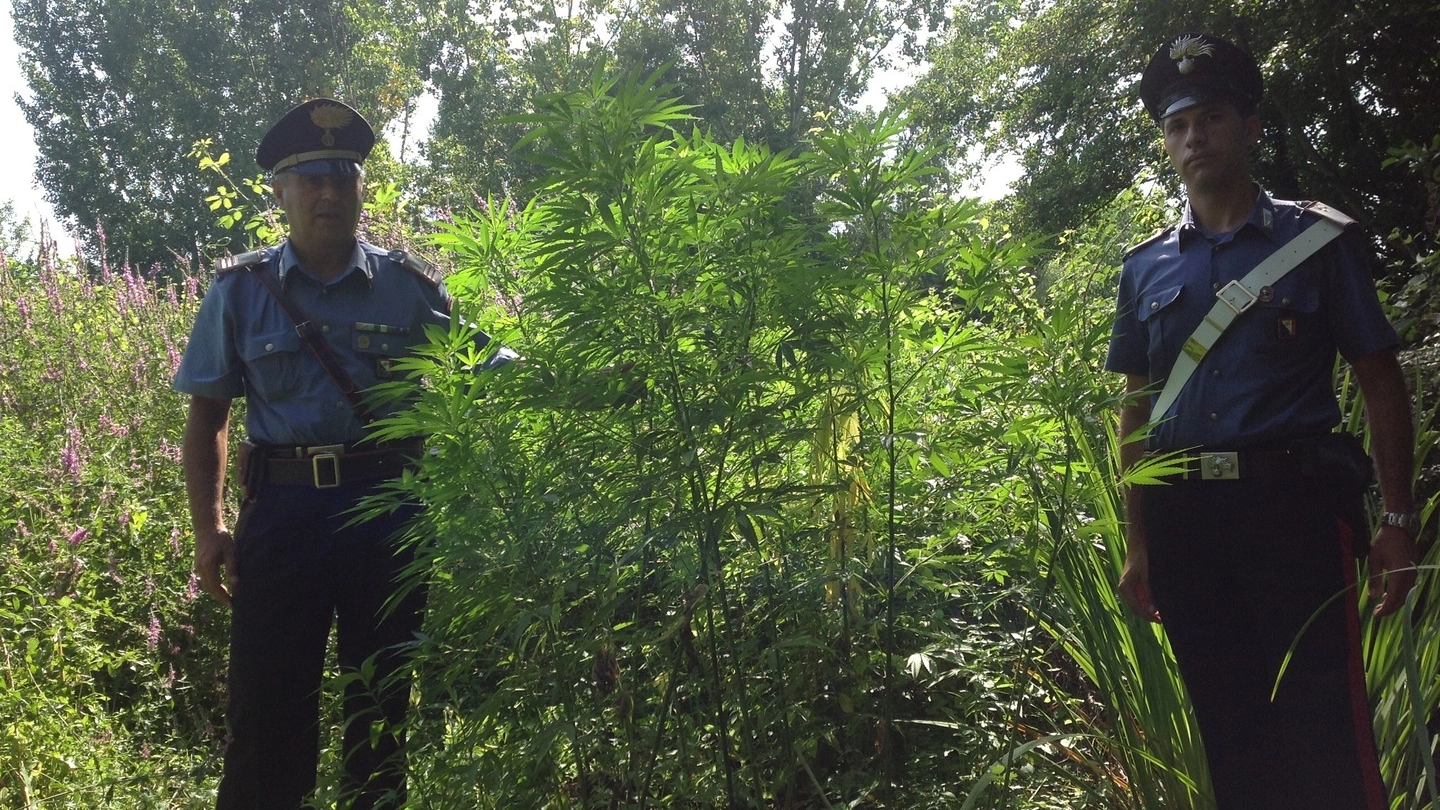 Carabinieri e alcune piante femminili di Cannabis sequestrate (foto di repertorio)