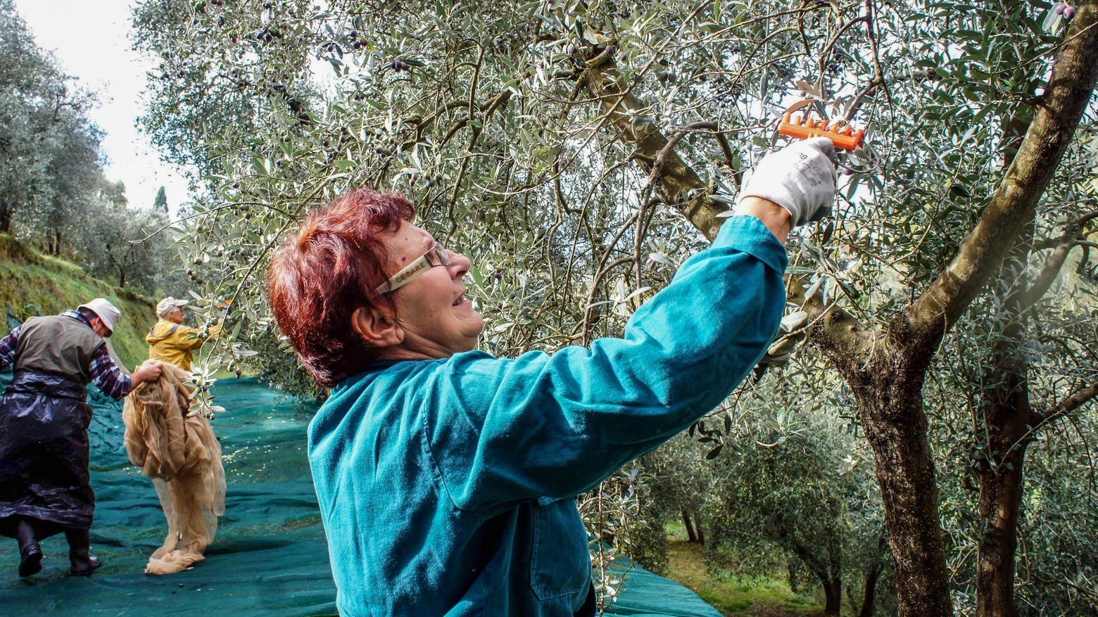 Raccolta delle olive in caduta libera: "Le previsioni sono da allarme rosso. A rischio il futuro delle aziende"