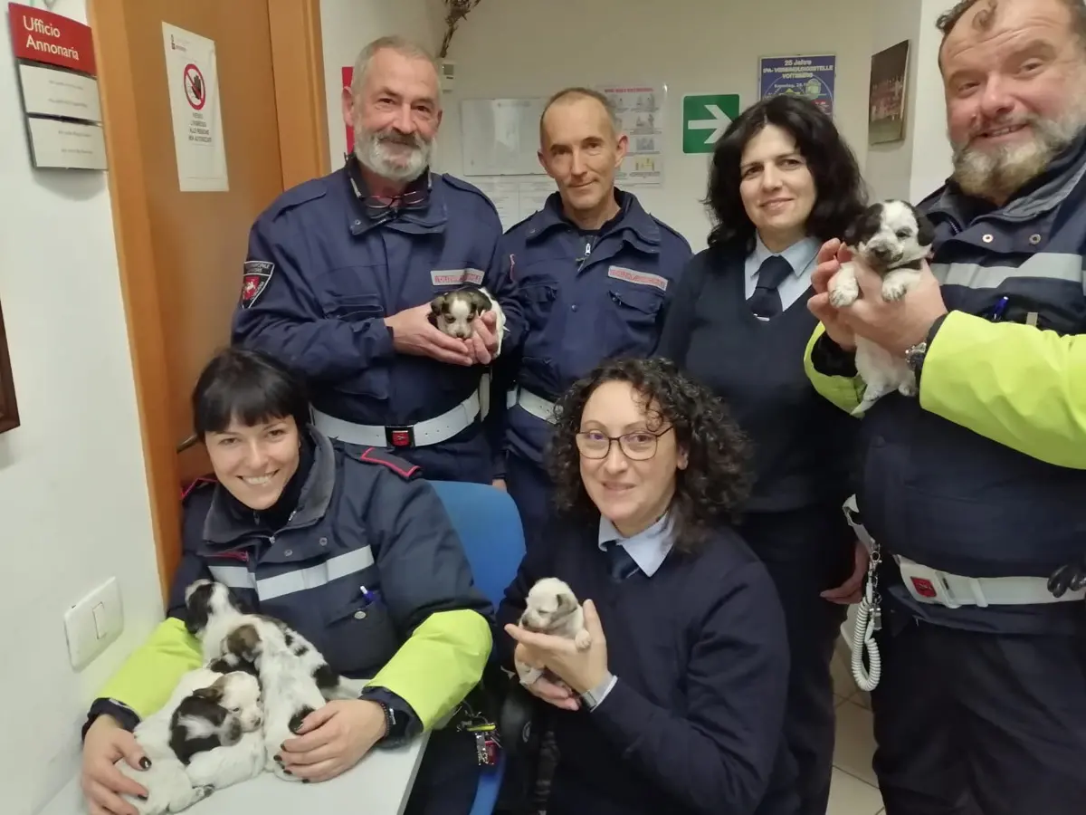 Abbandonata cucciolata di cani: salvata dalla municipale