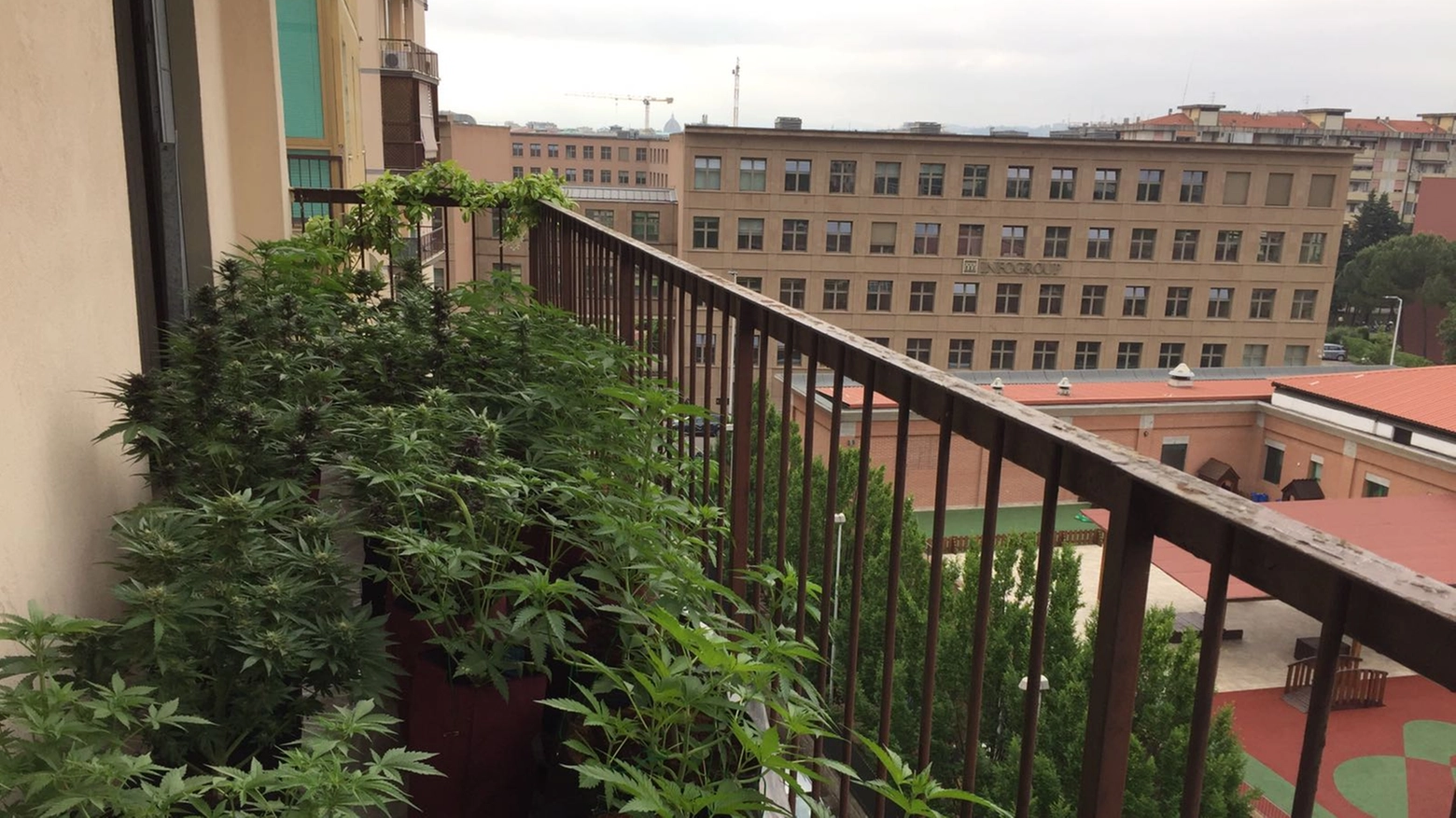 Le piante sul balcone