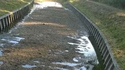 Il fosso in via della Forestale alla Mazzanta dove sono state rinvenute molti pesci morti