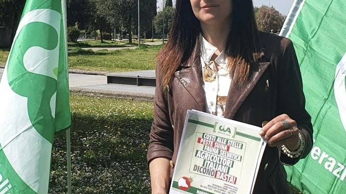 La capitale degli alberi di Natale A Stia il confronto tra gli esperti per rilanciare un settore strategico La capitale degli alberi di Natale A Stia il confronto tra gli esperti per rilanciare un settore strategico