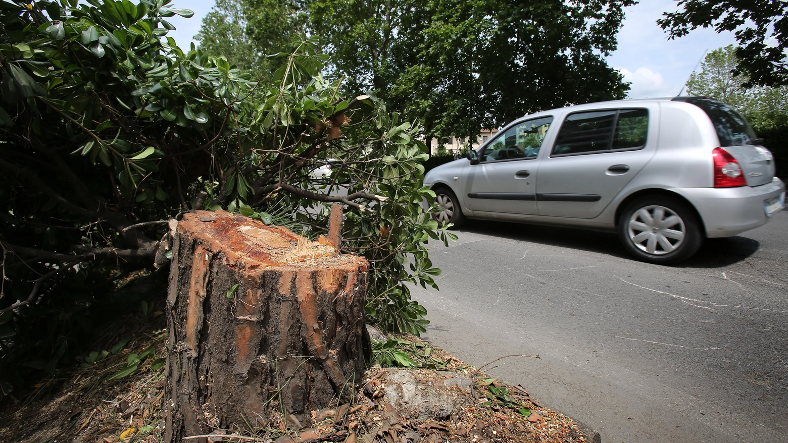 Taglio degli alberi in viale Redi (foto Marco Mori/New Press Photo)