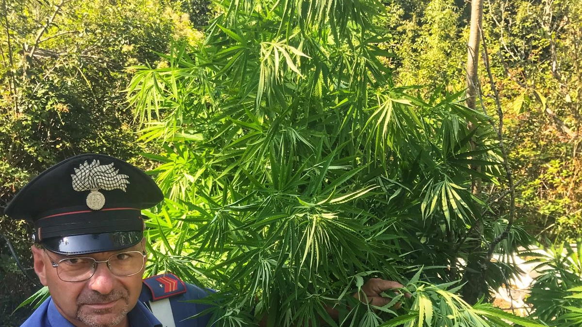 Le piante di marijuana scoperte nella zona di Fosdinovo