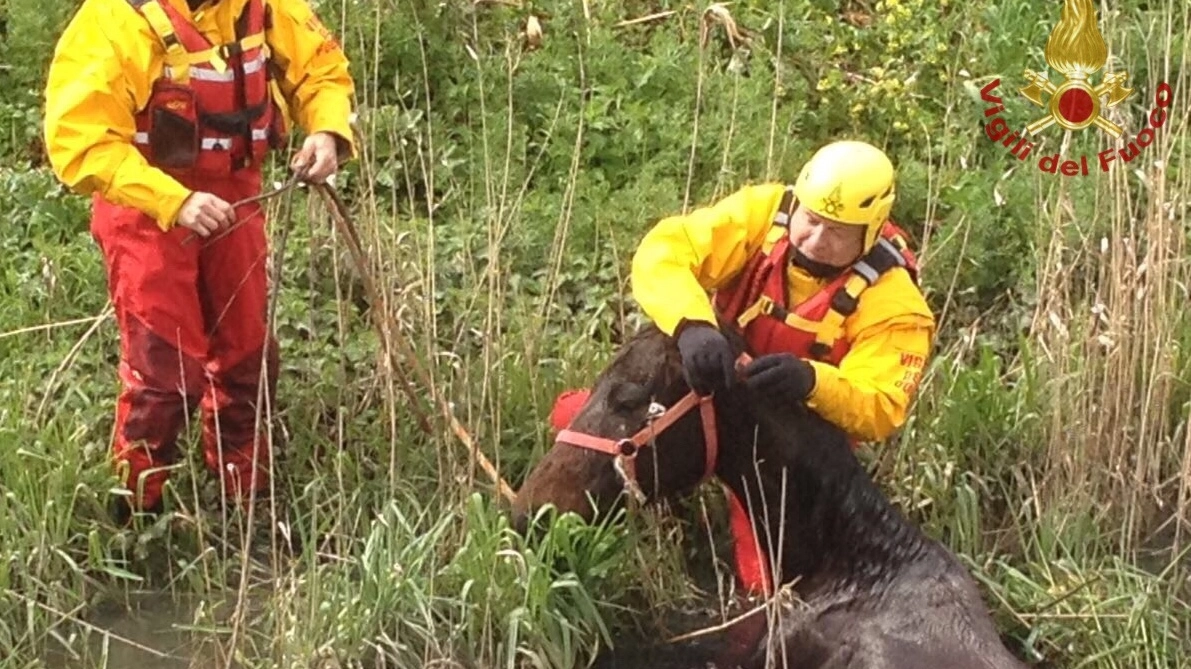 Cavallo intrappolato nel fango, salvato dai vigili del fuoco