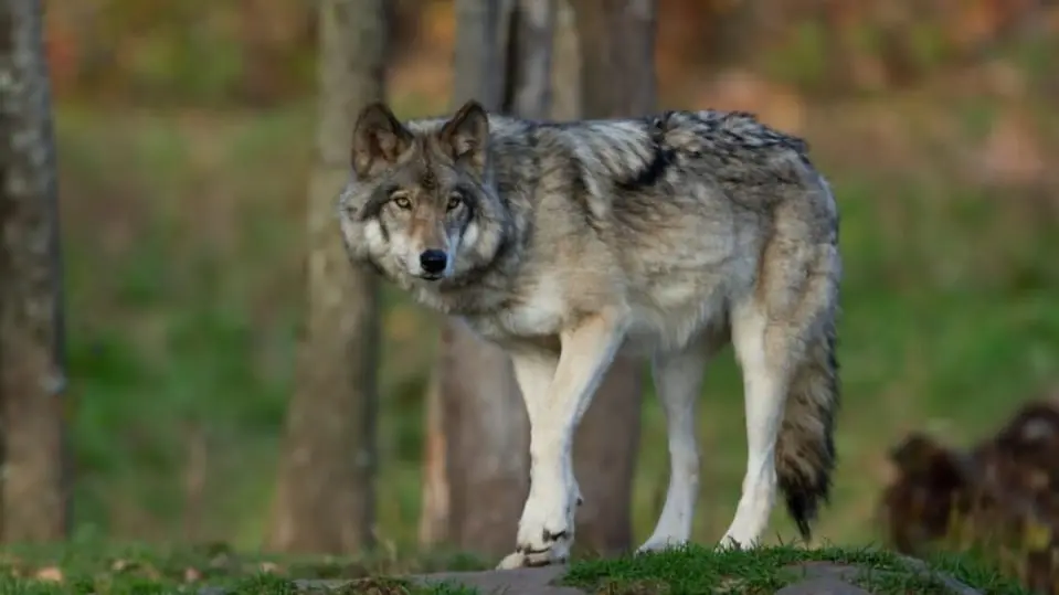 Un lupo