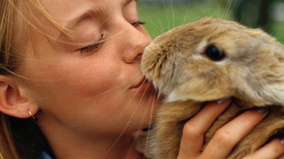 I conigli possono essere dolci animaletti da compagnia, molti si rifiutano anche di mangiarli