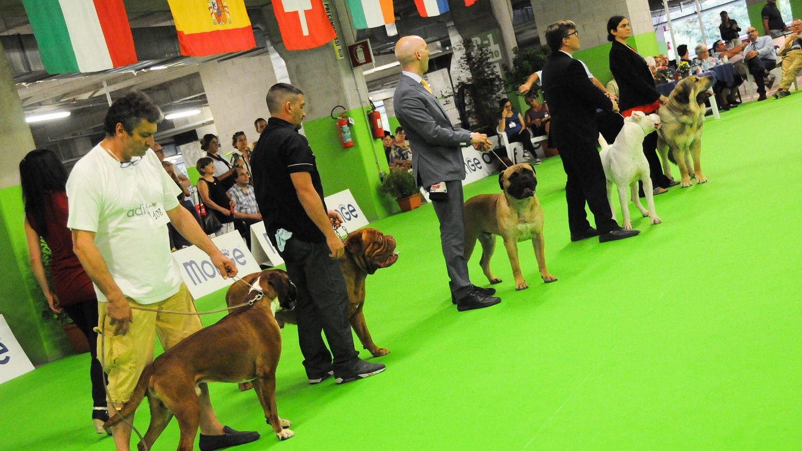 Esposizione internazionale canina  all’ippodromo del Visarno  Fra mille animali si sceglie il più bello