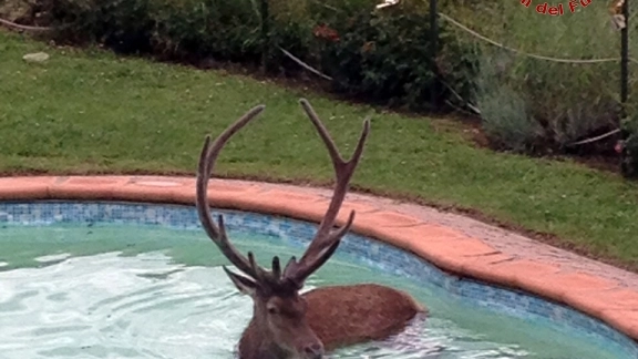 Il cervo intrappolato nella piscina di villa Silvestrini (foto vigili del fuoco)
