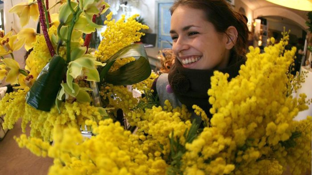 Mimosa (foto Ansa) 
