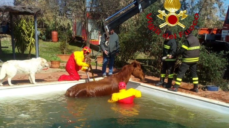 Il cavallo in piscina
