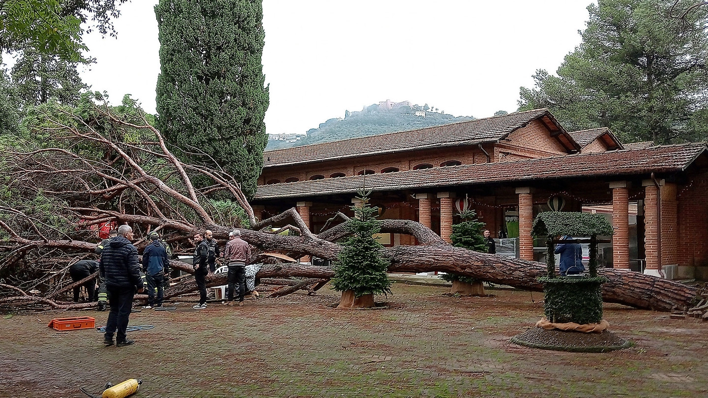 Il pino caduto nel parco delle Terme La Salute (foto Goiorani) Il pino caduto nel parco delle Terme La Salute (foto Goiorani)