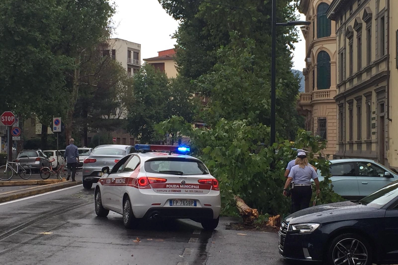 L'albero caduto in viale Mazzini