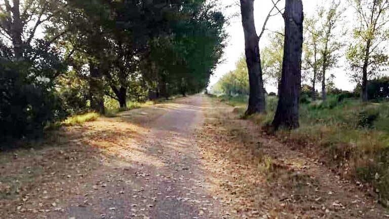 La pista ciclabile si rifà il look Ultimata la manutenzione del verde La pista ciclabile si rifà il look Ultimata la manutenzione del verde