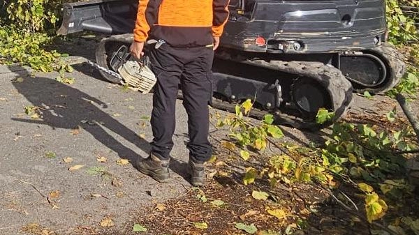 I tigli del viale Apua. Il Pd pretende più chiarezza. Chiesto un incontro pubblico I tigli del viale Apua. Il Pd pretende più chiarezza. Chiesto un incontro pubblico