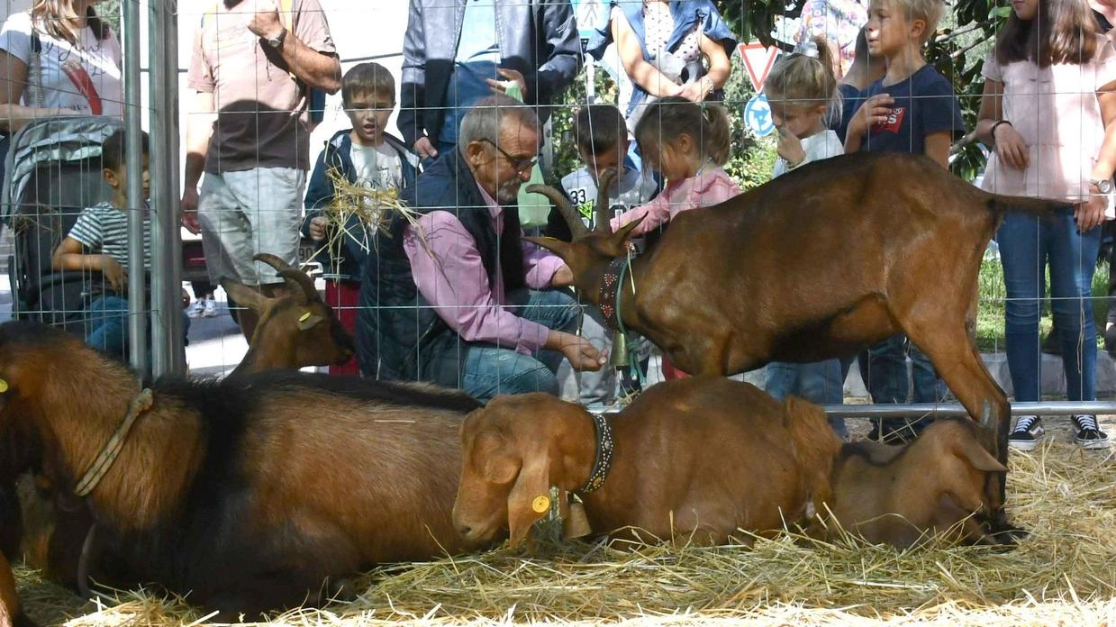 Città in festa per il patrono. Giochi, spettacoli e mercatino. Attesa per la fattoria didattica