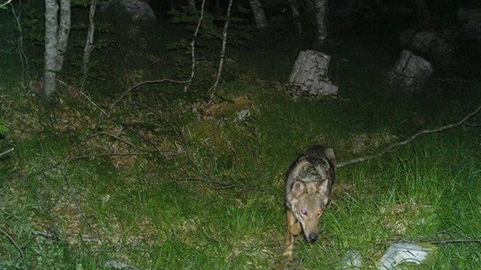 Uno dei lupi avvistati sulle Apuane (foto tratta dal profilo Facebook di Paola Fazzi, tecnico del Parco)
