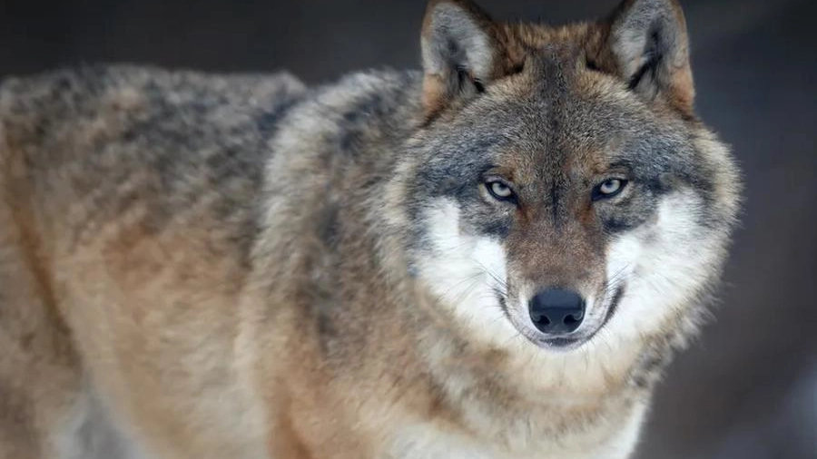 Due lupi sono stati avvistati a Monte San Quirico