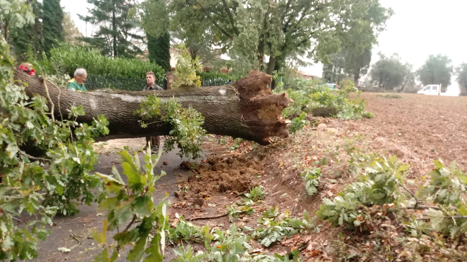 Un albero caduto in provincia di Siena