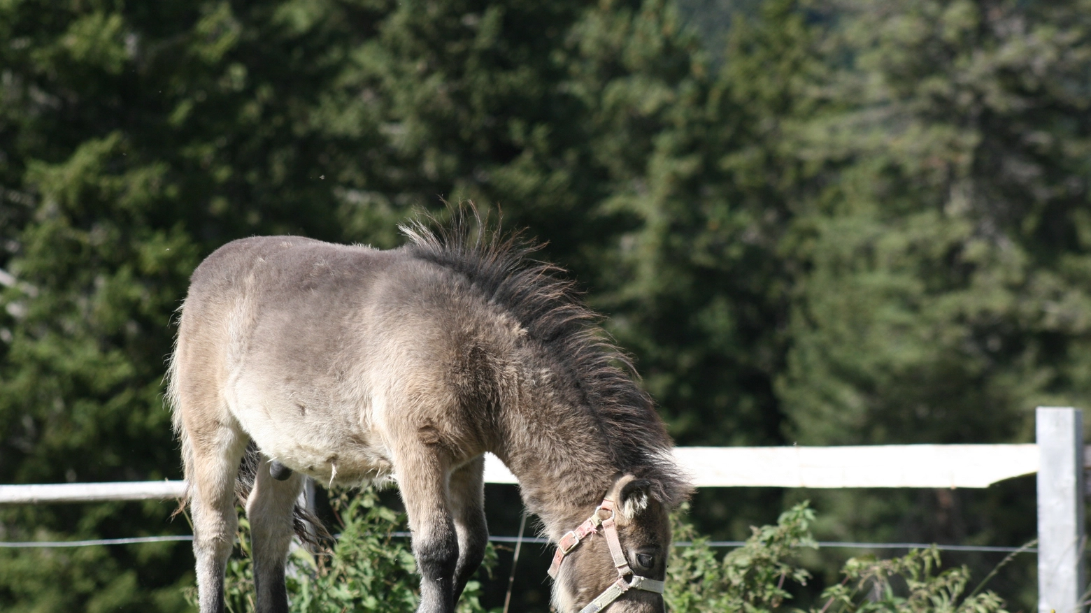 Pony al pascolo (Foto L.Gallitto)