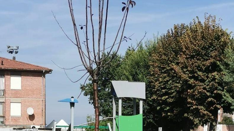 "Alberi donati al Comune sono quasi tutti secchi" "Alberi donati al Comune sono quasi tutti secchi"