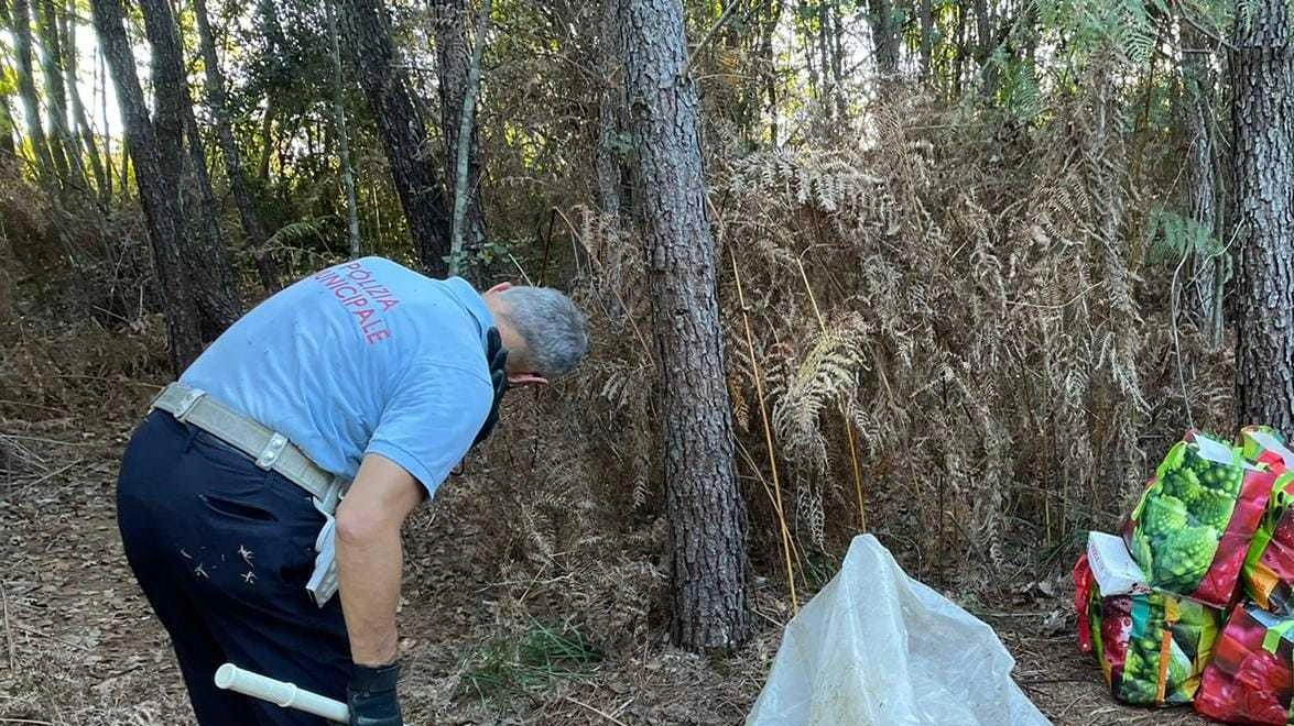 Le Cerbaie e la droga. Spinelli scrive al Prefetto: "Serve un’altra stretta" Le Cerbaie e la droga. Spinelli scrive al Prefetto: "Serve un’altra stretta"