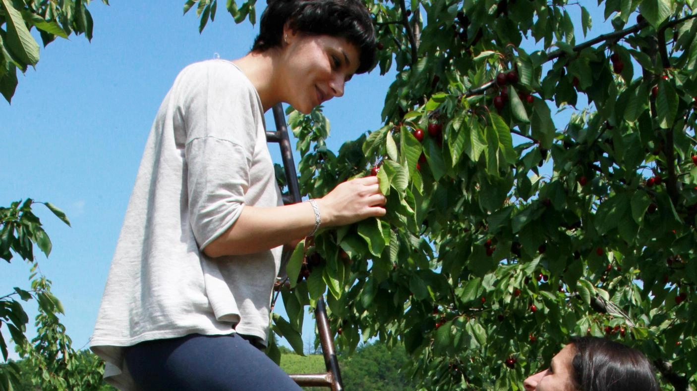 

Agroalimentare a Perugia: bando per tecnici all'ITS Umbria Academy