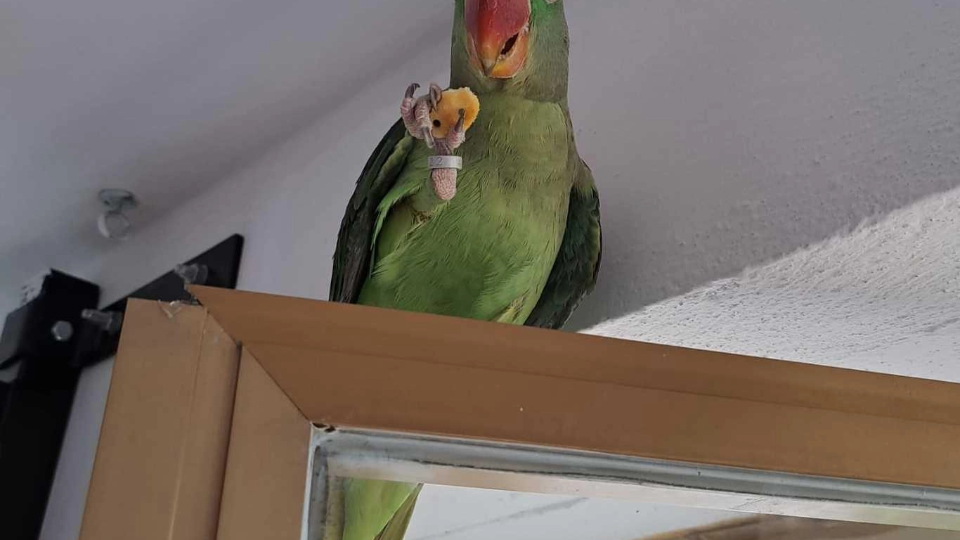 Pappagallo si smarrisce ed entra in una casa Cercasi il padrone Pappagallo si smarrisce ed entra in una casa Cercasi il padrone
