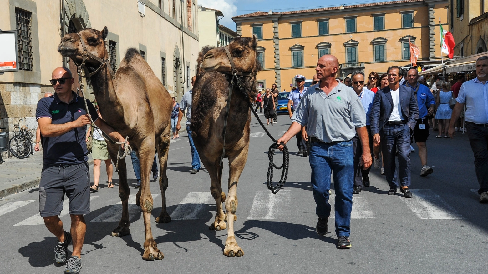 L'arrivo in piazza dei Miracoli di due femmine e un maschio di dromedario (foto Salvini)
