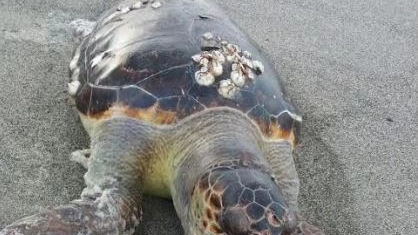  La tartaruga marina, Caretta Caretta, trovata morta sulla spiaggia di Poveromo