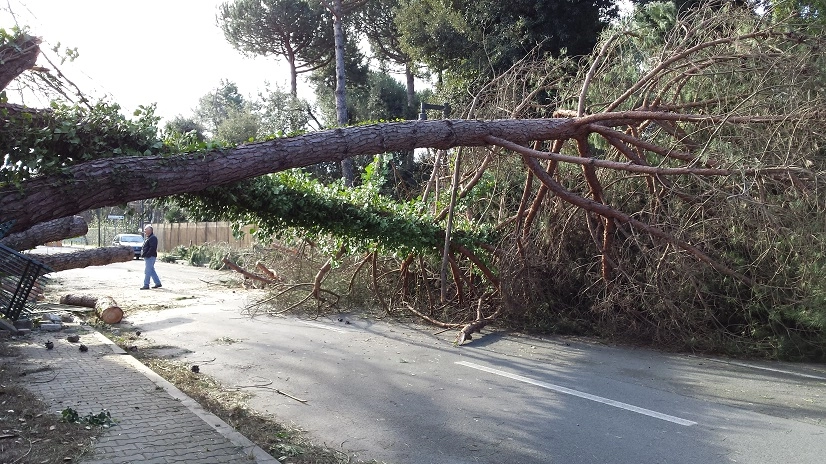 Un pino gigantesco abbattuto a Massa (foto Anna Pucci)