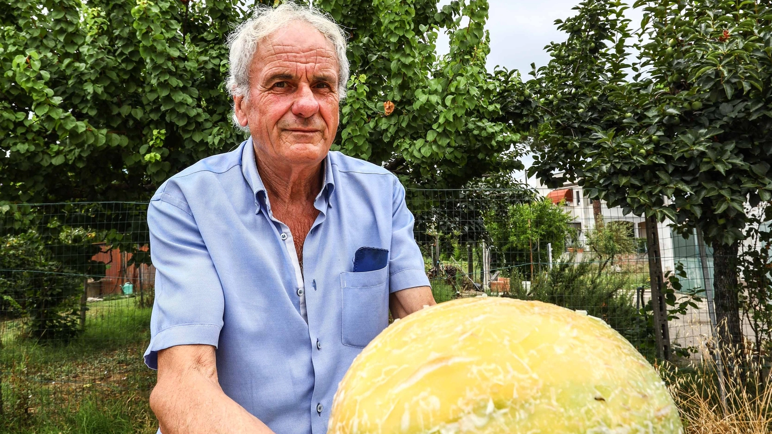 Guido Righi con il melone da 6 chili (Germogli / Gasperini) Guido Righi con il melone da 6 chili (Germogli / Gasperini)