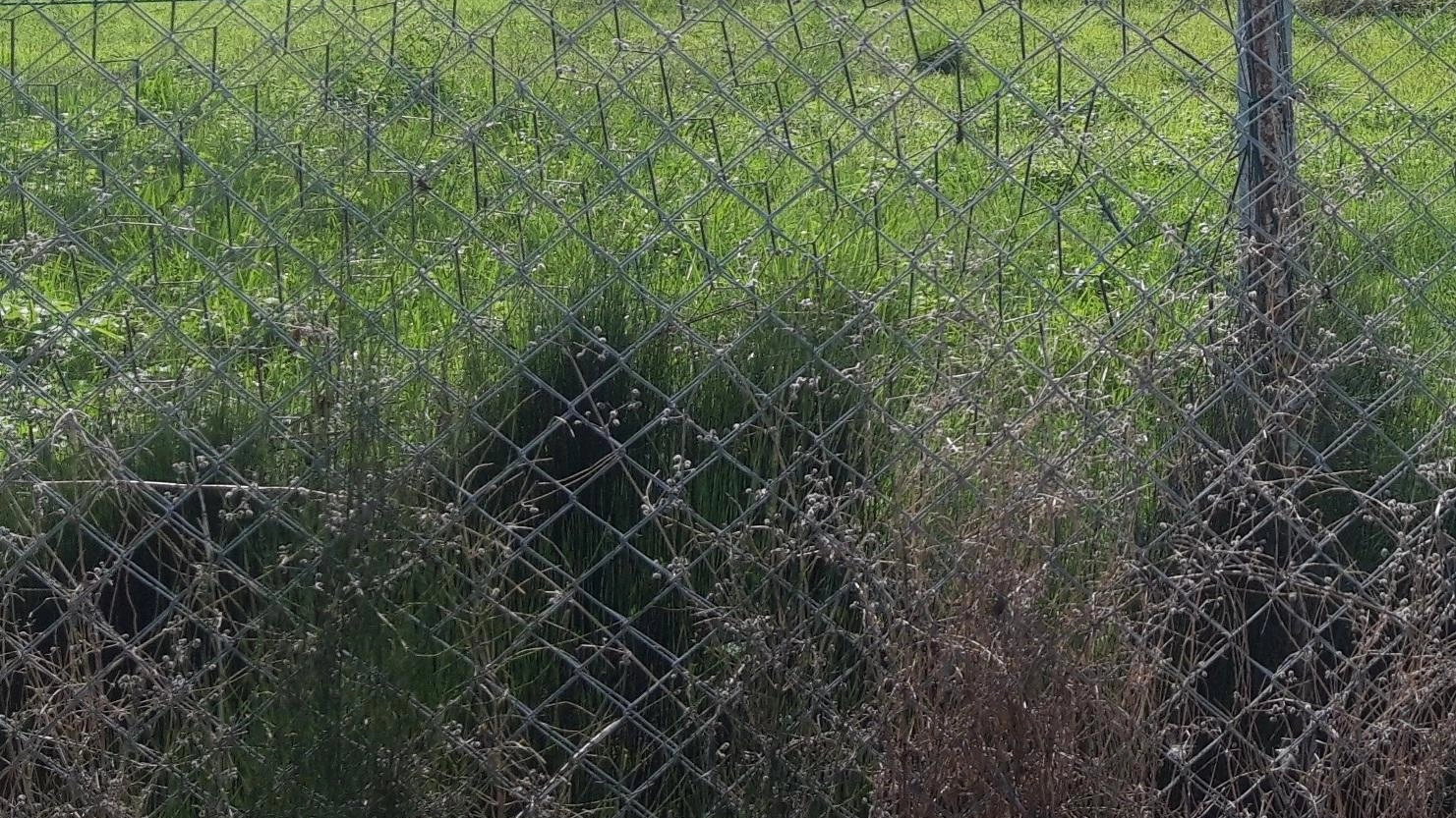 La lite sul campo abbandonato. Comune e Curia ai ferri corti: "Troppo degrado, erba da tagliare" La lite sul campo abbandonato. Comune e Curia ai ferri corti: "Troppo degrado, erba da tagliare"