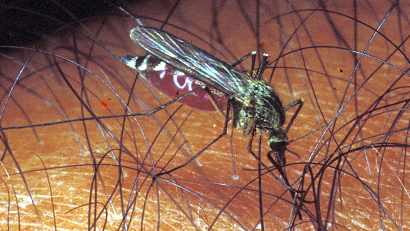Il virus è trasmesso agli esseri umani dalle punture di zanzare che hanno, a loro volta, punto una persona infetta