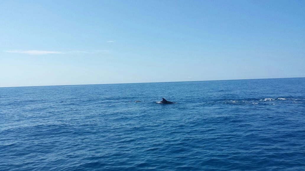 I delfini di fronte alla costa di Montignoso