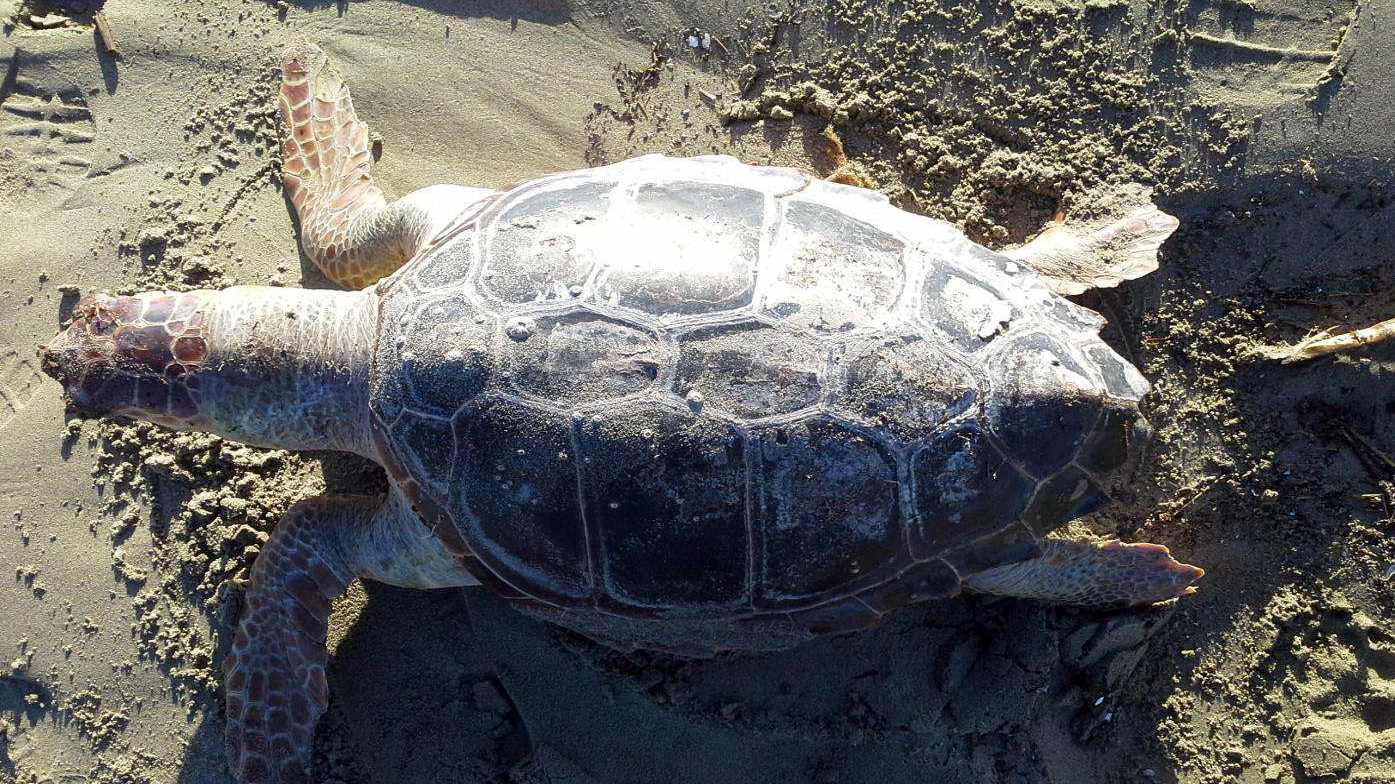 La tartaruga trovata morta (foto Umicini)