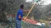 Raccolta delle olive lungo le mura, via alle domande in Comune Raccolta delle olive lungo le mura, via alle domande in Comune