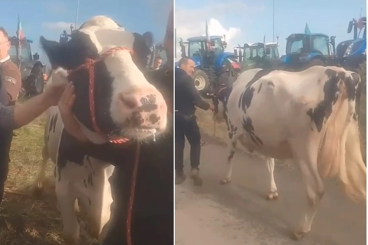 La mucca Ercolina al casello di Valdichiana