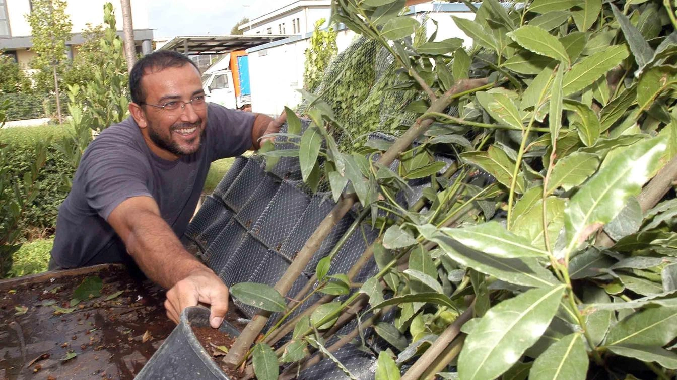 Vivaismo, l’export in crescita: "Affari per 89 milioni di euro nel secondo trimestre dell’anno" Vivaismo, l’export in crescita: "Affari per 89 milioni di euro nel secondo trimestre dell’anno"
