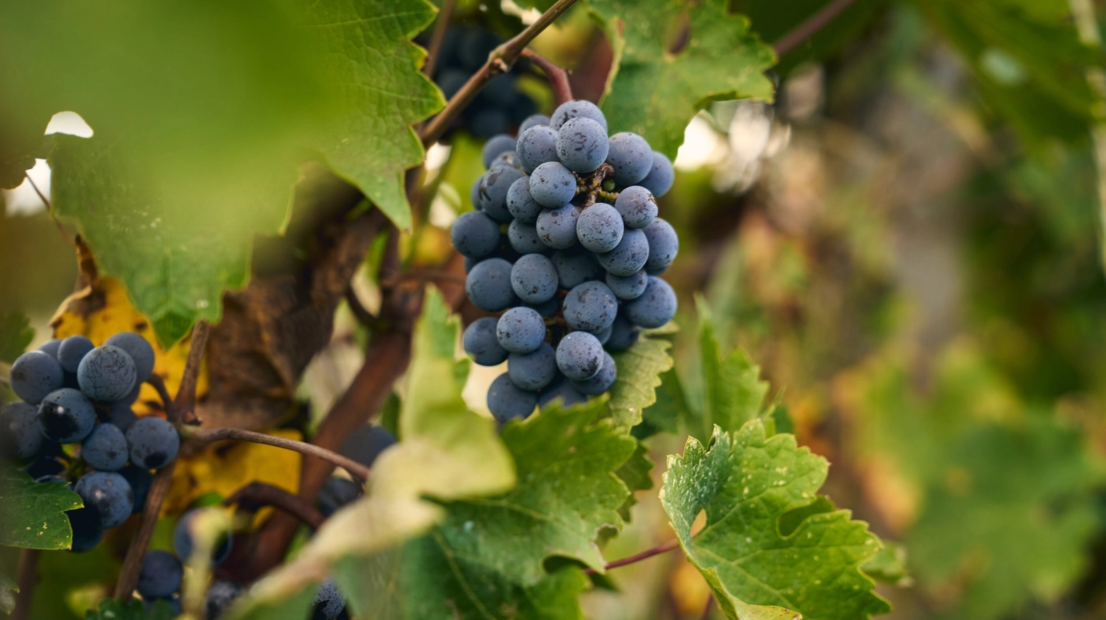 Il Chianti torna in Cina Il Chianti torna in Cina