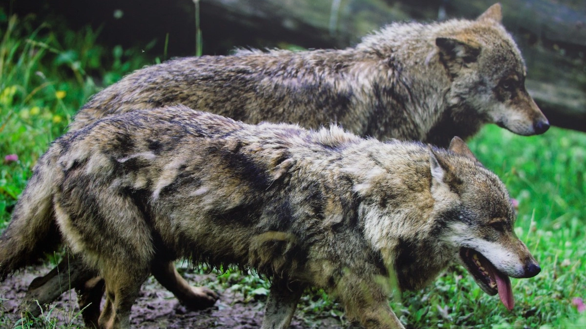 Un'immagine di lupi in montagna. Sempre di più le segnalazioni anche nei centri urbani
