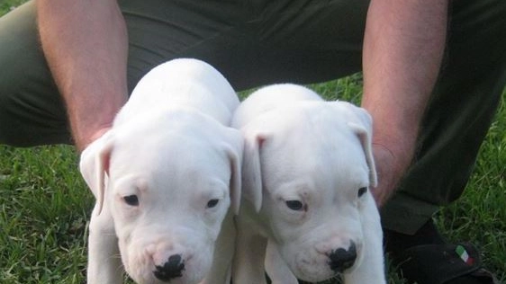 Due cuccioli di dogo