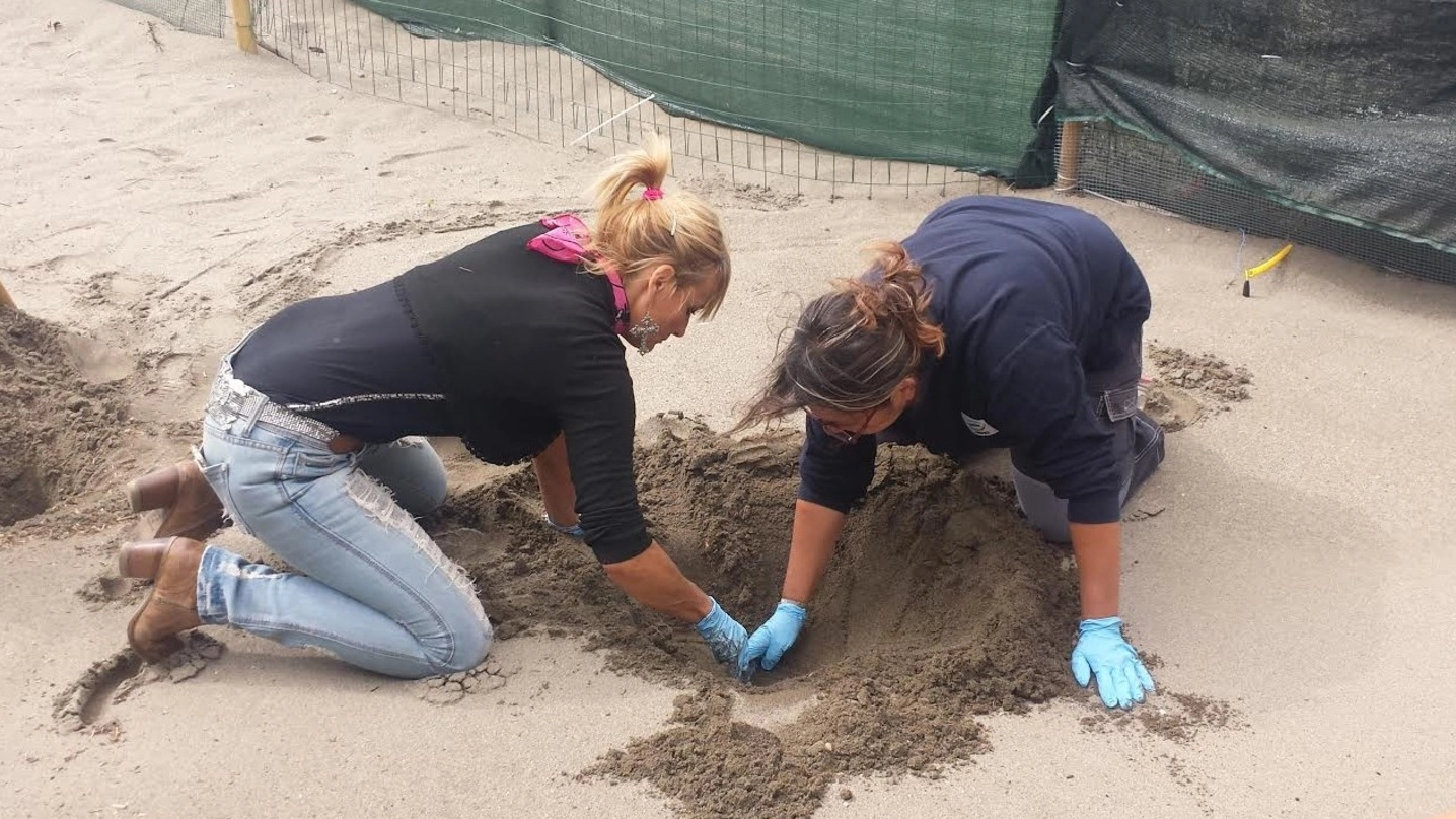 Il momento dello scavo sulla spiaggia di Capalbio dopo tre mesi di attesa
