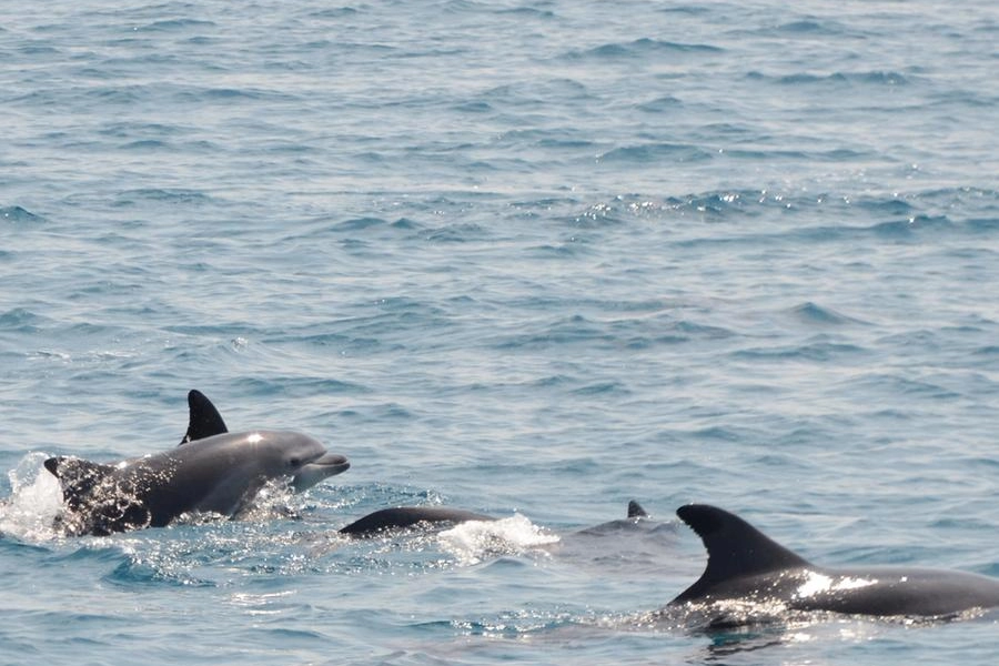 I cuccioli di delfino di fronte alla costa di Viareggio