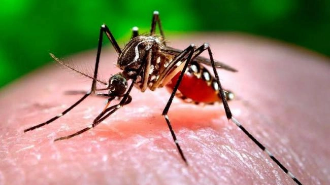 Il virus Zika è trasmesso dalle zanzare