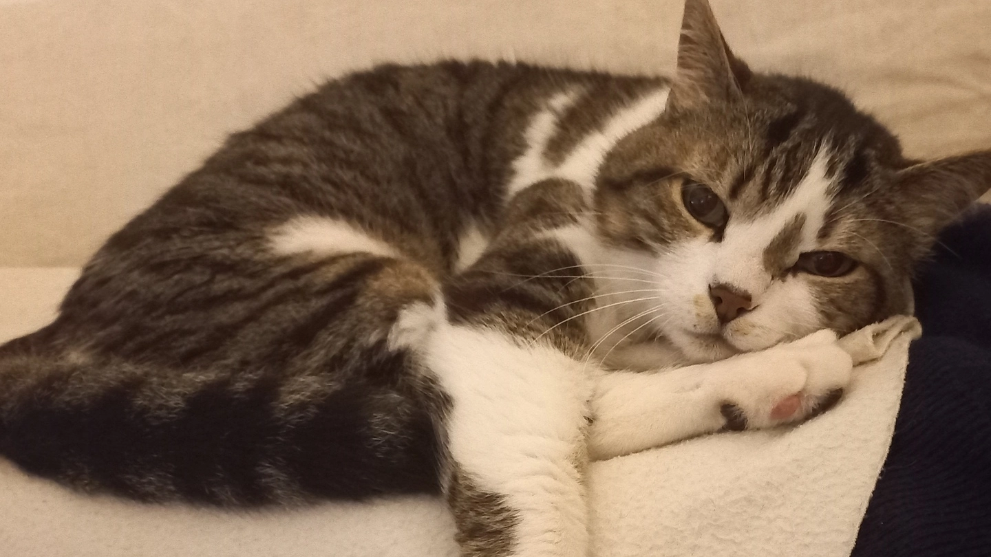 Sono sempre più numerose le gatte non sterilizzate: allarme di Sos Randagi Sono sempre più numerose le gatte non sterilizzate: allarme di Sos Randagi