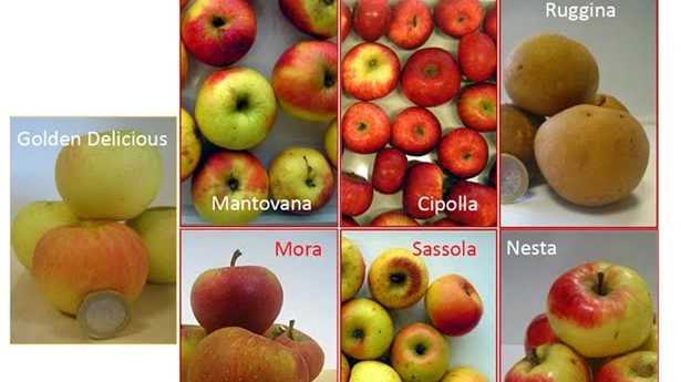 Ricerca Unipi e Sant'Anna sulle mele