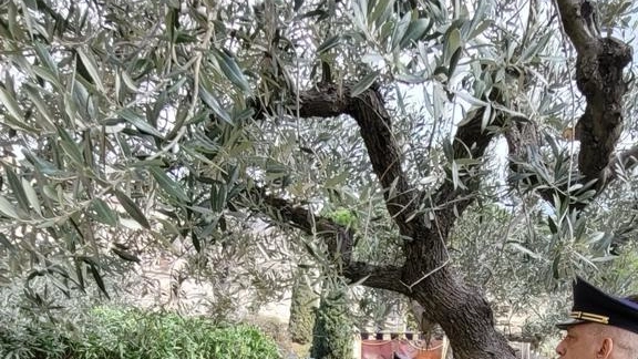 Il poliziotto che salvò gli ebrei  Celebrata la Giornata dei Giusti  Un ulivo per Giovanni Palatucci