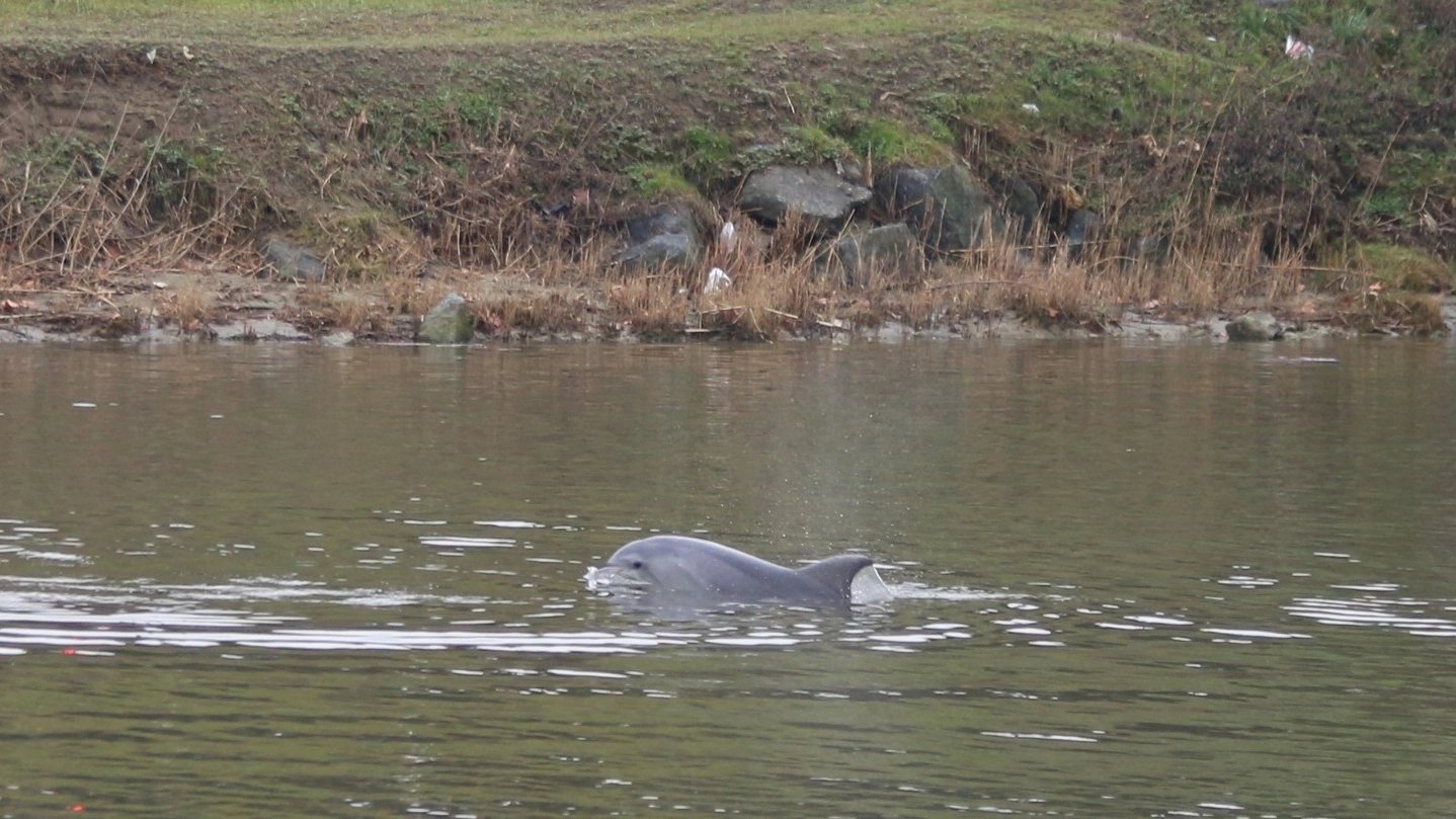 Il delfino che vive in Arno a Pisa